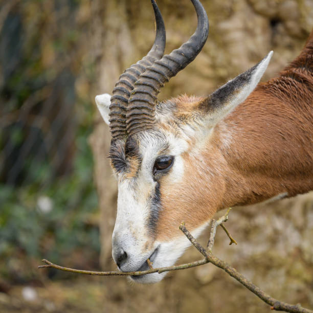 A Nanger dama gazelle standing in a zoo, cloudy day in winter