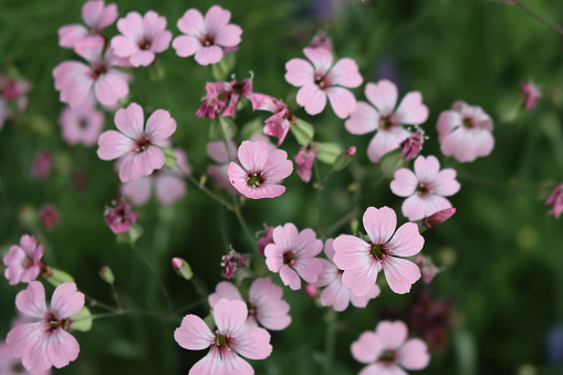 Close-up of Gypsophila repens plant with many small pink flowers on summer in the garden