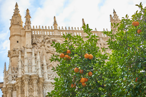Orange garden at Cathedral of Sevilla Andalusia Spain. Sevilla, Spain - January 07, 2024.