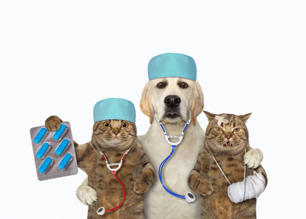 istock Dog labrador doctor hugs two cats 2044988538