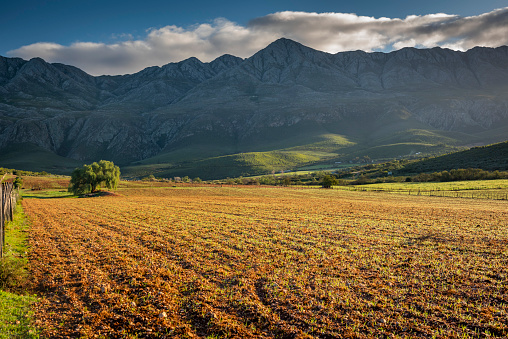 Farm in the Karoo with old rural houses, valleys pastures aloes and fields of sheep in serene farm lands and the swartberg mountains in south africa.