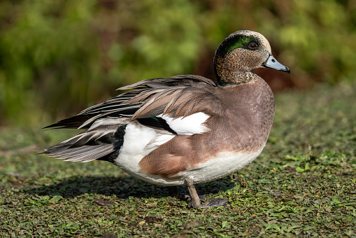 American Wigeon (Mareca americana) which is a common dabbling duck commonly known as  baldpate, which can be found in a wetlands environment in North America, stock photo image