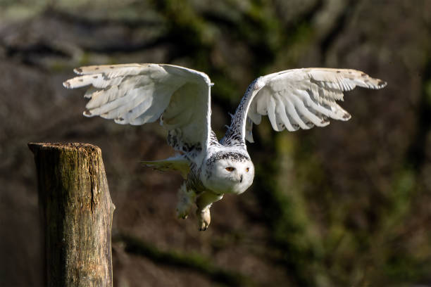 snowy owl bird of prey - owl snowy owl snow isolated стоковые фото и изображения