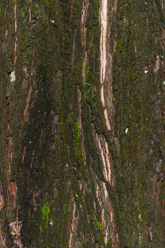 Metasequoia glyptostroboides brown tree bark, macro close up texture background, commonly known as dawn redwood, stock photo image