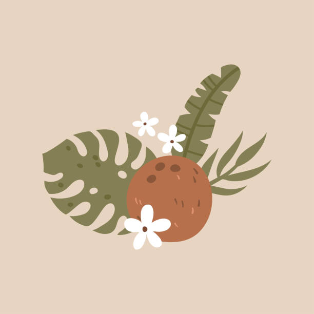ilustrações de stock, clip art, desenhos animados e ícones de coconut image with palm leaves - tree single word green fruit