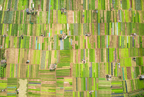 A Bird's Eye View: Capturing the Lush Fields and Farmsteads of Tra Que Organic Vegetable Village from the Heavenly Heights, Offering a Serene Glimpse into the Heart of Rural Cultivation
