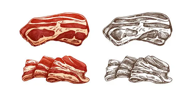 Vector illustration of Hand-drawn colored and monochrome vector sketch set of bacon, hamon or pork meat, ham slices. Italian prosciutto vintage sketch. Butcher shop. Great for label, restaurant menu. Engraved image.