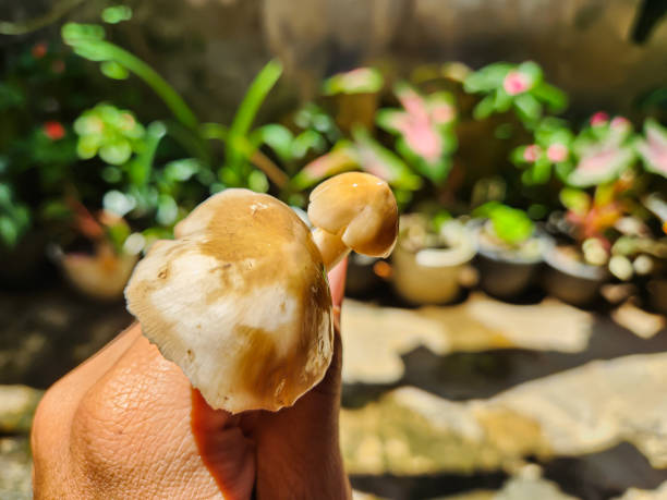 Macrolepiota albuminosa, or termite mushroom