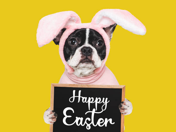 istock Happy Easter. Cute puppy and a basket of Easter eggs 2045042463