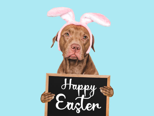 istock Happy Easter. Lovable, pretty dog and a sign 2045044303
