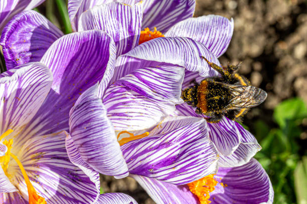 istock Looking down at a bee collecting pollen from a purple crocus flower 2045044825