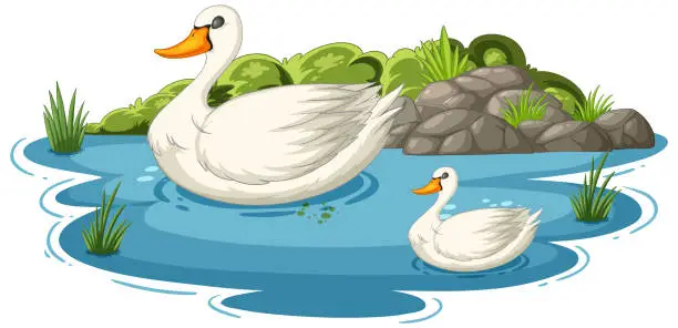 Vector illustration of Two swans gracefully floating on tranquil water.