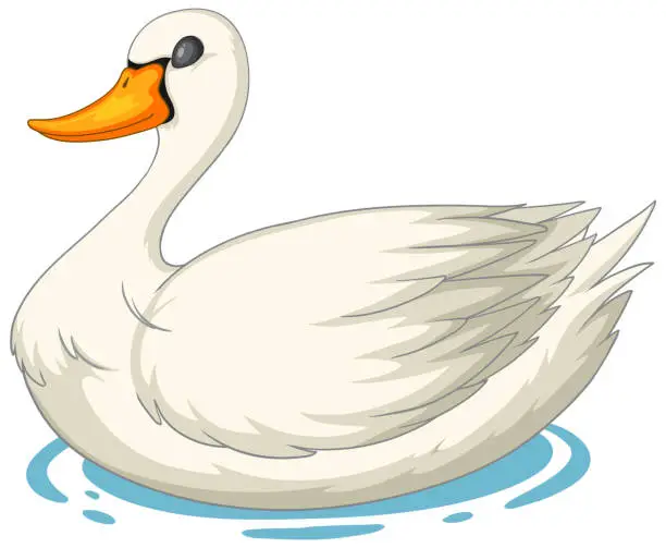 Vector illustration of Vector illustration of a white swan floating calmly