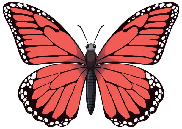 Vector illustration of A detailed, colorful vector of a red butterfly.
