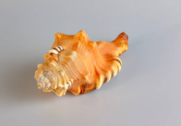 istock Sea shell Cymatium lotorium on a white background. 2045053074