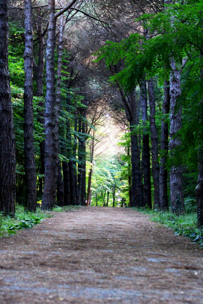 Istanbul Belgrade Forest. Dirt road between pine trees. endemic pine trees