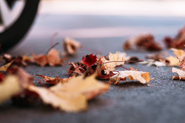 Wet fallen leaves on a pavement with puddles.
