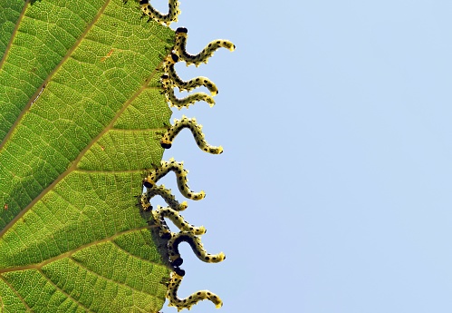 Sawfly (Craesus septentrionalis) pest, family Tenthredinidae. Larvae feeding in group of hazel leaf margins, close up view