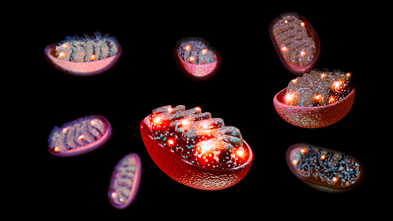 Mitochondria are the organelles responsible for producing the energy needed for the cell to grow and reproduce. 3d rendering
A mitochondrion is an organelle found in the cells of most eukaryotes, such as animals, plants and fungi.