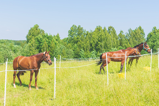 Three Brown horses at a farm.Brown Horse standing on a green summer Field.Forest background.