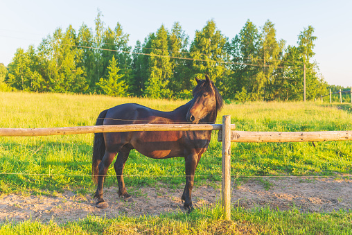 Brown horse at a farm.Brown Horse standing on a green summer Field.Forest background.