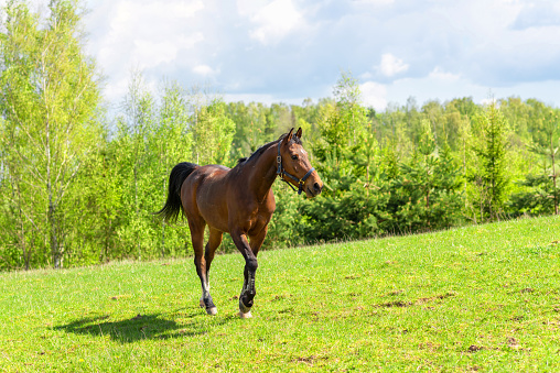 Beautiful young horse walking on the field or pasture.Brown Horse Animal Field spring summer Landscape.Sunny day.