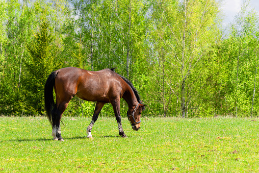 Amazing photography of green field near pine forest and domestic horse who is grazing there. Sunny spring wild scene.