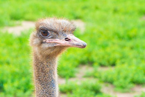 Portrait of an ostrich with big eyes pink beak against blurred green background. Big bird on the farm on a sunny summer day. Ostrich head closeup.Copy space.