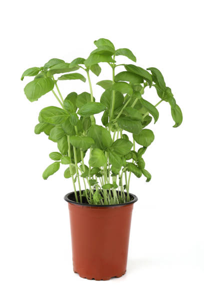 istock Fresh basil plant growing in pot isolated on white background. 2045098685