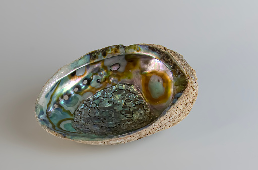 Sea shell Abalone shell Haliotis asinina on a white background.