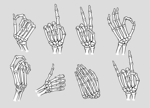 ilustraciones, imágenes clip art, dibujos animados e iconos de stock de conjunto de varias manos de esqueleto con diferentes poses - esqueleto humano