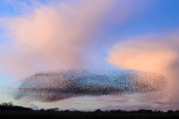 istock Starling murmuration during sunset at the end of the day 2045117514