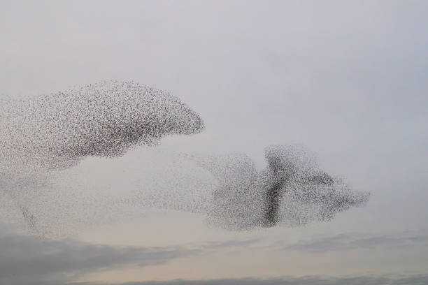 istock Starling murmuration during sunset at the end of the day 2045118036