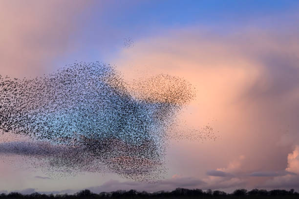 istock Starling murmuration during sunset at the end of the day 2045118047