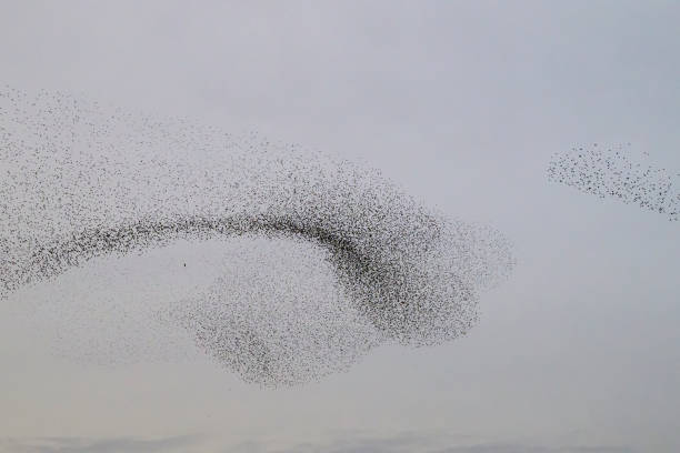 istock Starling murmuration during sunset at the end of the day 2045119127