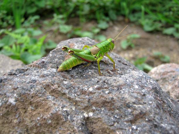 istock Close up of grasshopper on stone 2045119641