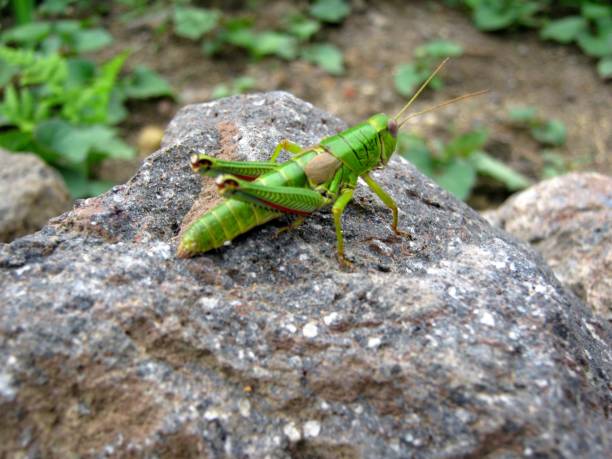istock Close up of grasshopper on stone 2045119667
