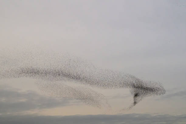 istock Starling murmuration during sunset at the end of the day 2045120197