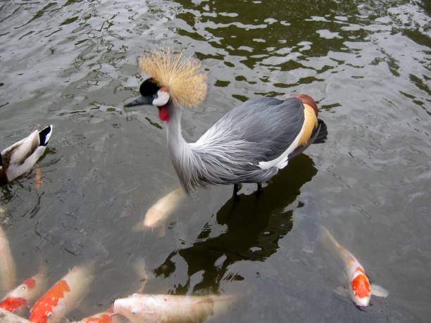 istock Crested crane in an artificial pond at the zoo 2045122580