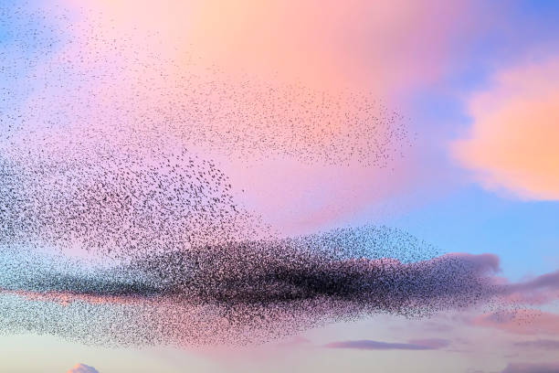 istock Starling murmuration during sunset at the end of the day 2045122635