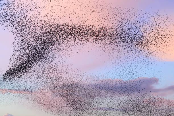 istock Starling murmuration during sunset at the end of the day 2045123187