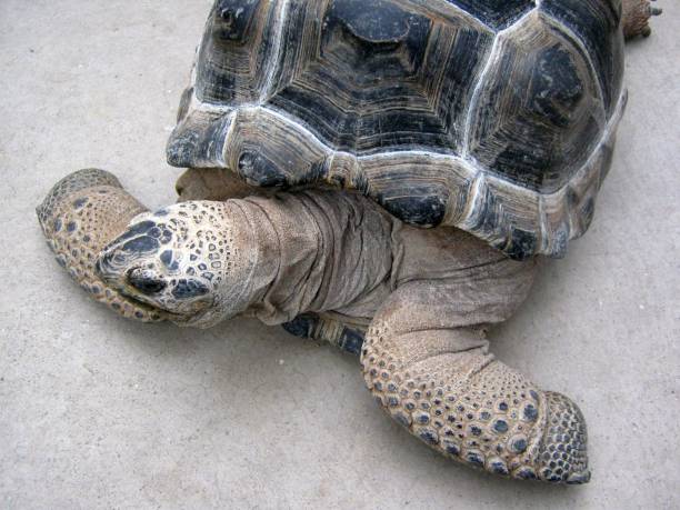 Gopher Tortoise (Gopherus polyphemus) - walking in the field