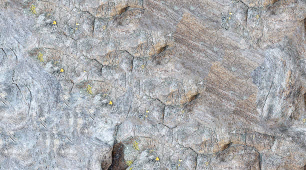 istock Tropical root made of fine wood dyed light brown 2045124716