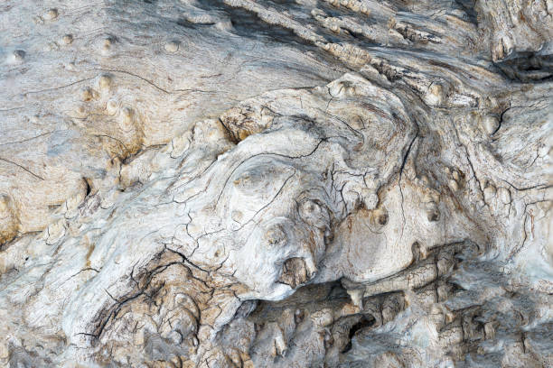 Burl wood in detail with adhesions and structure