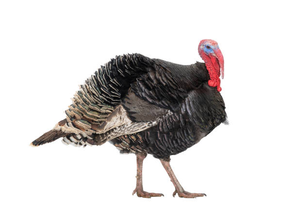 istock walking male bronze turkey isolated on white background 2045124850