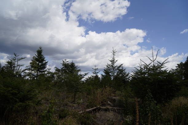 istock Forest dieback due to climate change, drought and storms and deforestation 2045124859