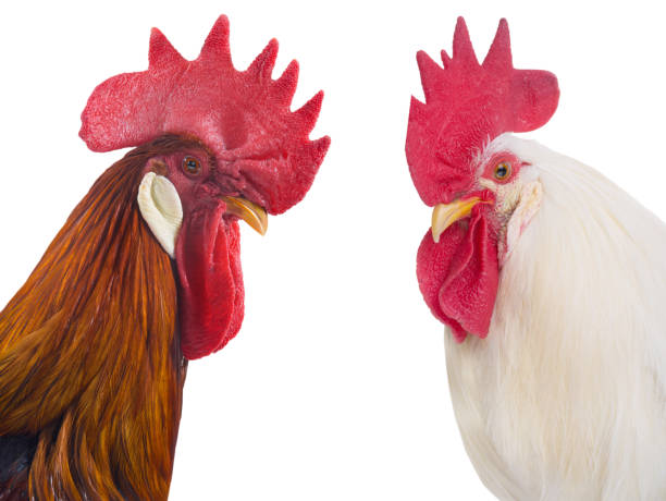 istock red rooster portrait isolated on white background 2045125370
