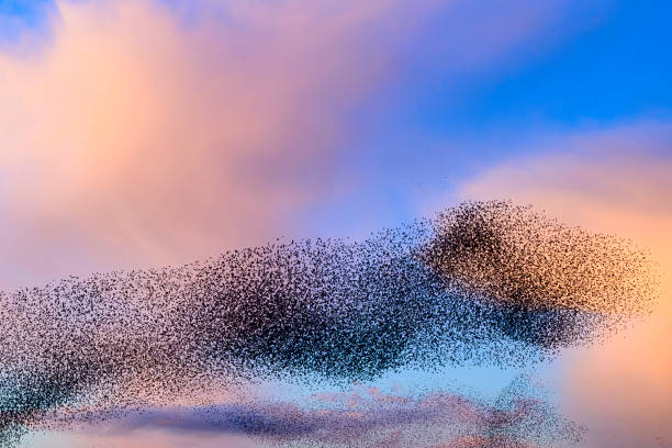 istock Starling murmuration during sunset at the end of the day 2045126429