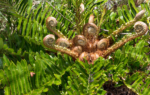 A close-up of a wild fern in Southern Brazil