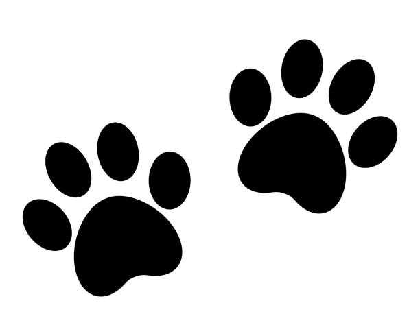 istock Black animal dog footprint paw, vector, transparent background 2045126971